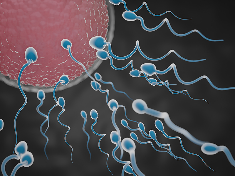 Sterilisation mittels Vasektomie